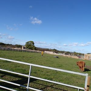 Highland cow paddock in farm area 14.10.23