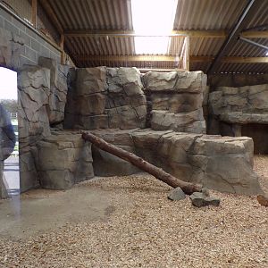 Snow leopard indoors 14.10.23