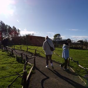 Bennett’s and Parma wallaby walkthrough enclosure 14.10.23