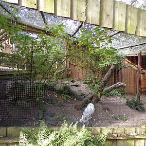 Snowy owl aviary 14.10.23