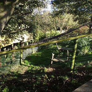 Serval enclosure 14.10.23