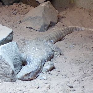 Savanna monitor 14.10.23