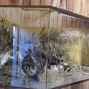 Harvest mouse enclosure in breeding facility 14.10.23