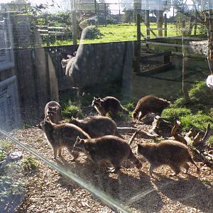 Lots of raccoons 14.10.23