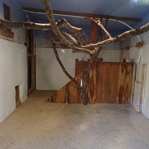 Ring-tailed and red-fronted lemur indoors 14.10.23