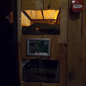 Chilean rose tarantula terrarium 14.10.23