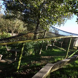 Serval enclosure 14.10.23