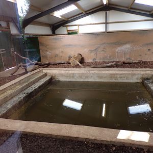 Capybara and Brazilian tapir indoors 14.10.23