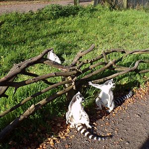 Ring-tailed lemurs 14.10.23