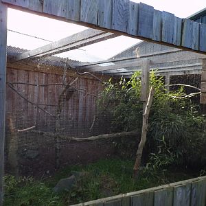 Raven aviary outside bird show arena 14.10.23