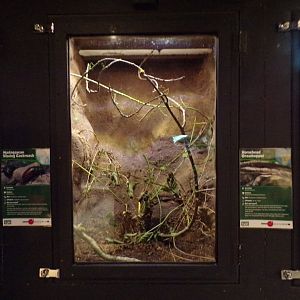 Horsehead grasshopper terrarium 14.10.23