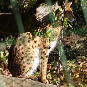 Serval 14.10.23