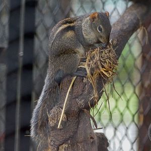 Berdmore's Ground Squirrel (Menetes berdmorei)