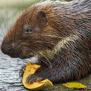 Malayan Porcupine (Hystrix brachyura)