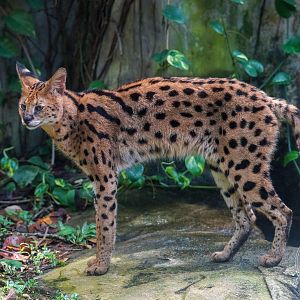 Serval (Leptailurus serval)