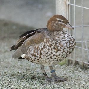 Maned Duck (Chenonetta jubata)