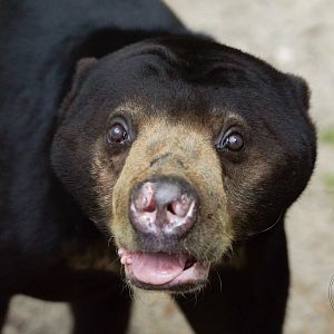 Sun Bear (Helarctos malayanus)