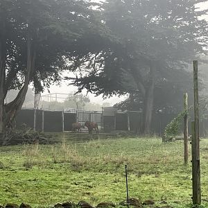 Eastern Mountain Bongo