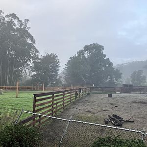 Prezwalski Horse yard