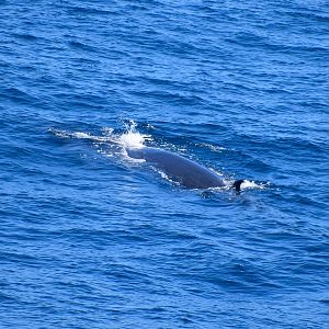 Sei Whale