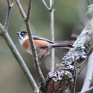 Black-browed Tit (Aegithalos bonvaloti)
