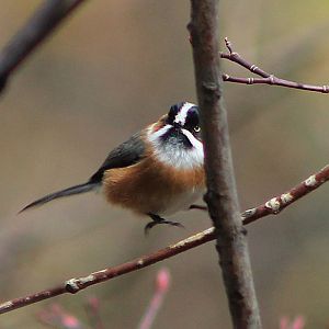 Black-browed Tit (Aegithalos bonvaloti)