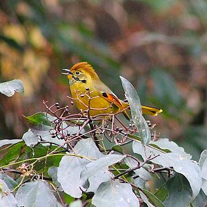 Chestnut-tailed Minla (Actinodura strigula)