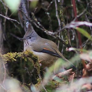 Stripe-throated Yuhina (Yuhina gularis)