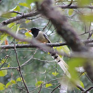 Yellow-billed Blue Magpie (Urocissa flavirostra)