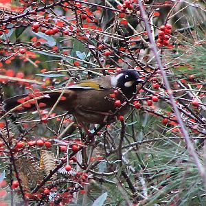 Black-faced Laughing Thrush (Trochalopteron affine)