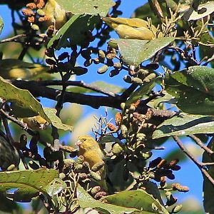 Tibetan Serins (Spinus thibetanus)