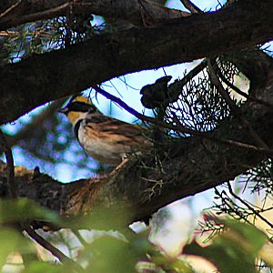 Yellow-throated Bunting (Emberiza elegans)