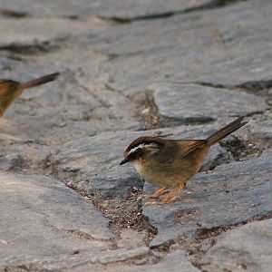 Rusty-capped Fulvettas (Schoeniparus dubius)