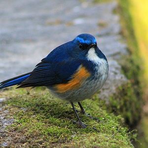 Himalayan Bluetail (Tarsiger rufilatus)