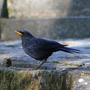 Blue Whistling Thrush (Myophonus caeruleus)