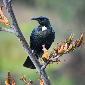 Tui