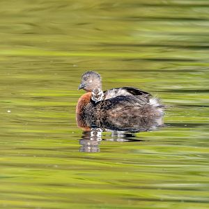 New Zealand Grebe with chick