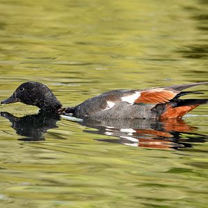 Paradise Shelduck