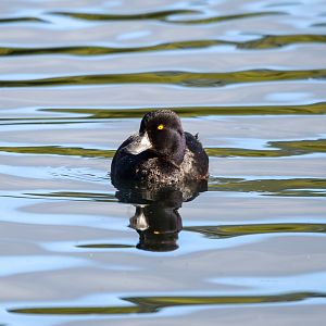 New Zealand Scaup