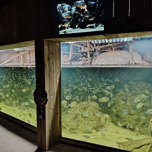 New piranha aquarium