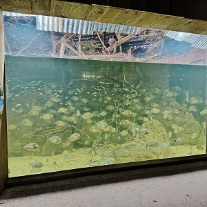 New piranha aquarium