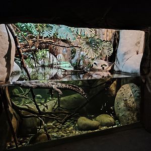 Gharial and grey slender Loris aquaterrarium