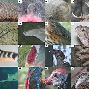 Creatures'  Features Puzzle - Page 2