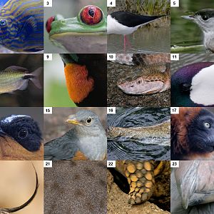 Creatures'  Features Puzzle - Page 1