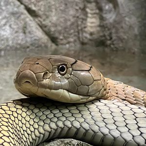 King Cobra (Ophiophagus Hannah)