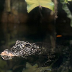 Chinese Alligator (Alligator sinensis)