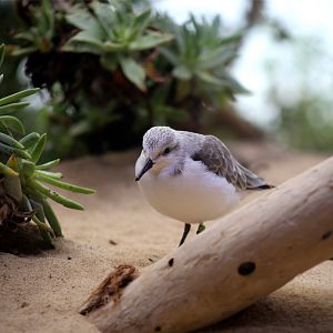 Sanderling (Calidris alba)