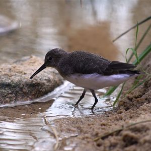 Dunlin (Calidris alpina)