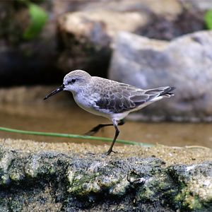 Western Sandpiper (Calidris mauri)