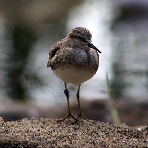 Least Sandpiper (Calidris minutilla)